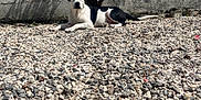 Aïko a rejoint le concours — aidez-le/la à gagner de superbes lots ! animal, backyard, black_and_white, calm, concrete_wall, daytime, dog, gravel, laying_down, nature, outdoor, pebbles, pet, quiet, relaxed, resting, shadow, small_tree, sunlight, tree