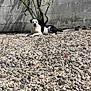 animal, backyard, black_and_white, calm, concrete_wall, daytime, dog, gravel, laying_down, nature, outdoor, pebbles, pet, quiet, relaxed, resting, shadow, small_tree, sunlight, tree