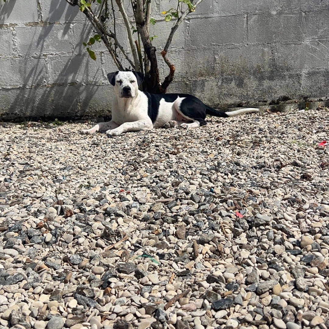 Aïko a rejoint le concours — aidez-le/la à gagner de superbes lots ! animal, backyard, black_and_white, calm, concrete_wall, daytime, dog, gravel, laying_down, nature, outdoor, pebbles, pet, quiet, relaxed, resting, shadow, small_tree, sunlight, tree