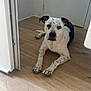 animal, calm, canine, dog, domestic, door, ears, flooring, furniture, home, indoor, lying_down, paws, pet, quiet, relaxed, resting, spotted_dog, white_walls, wooden_floor