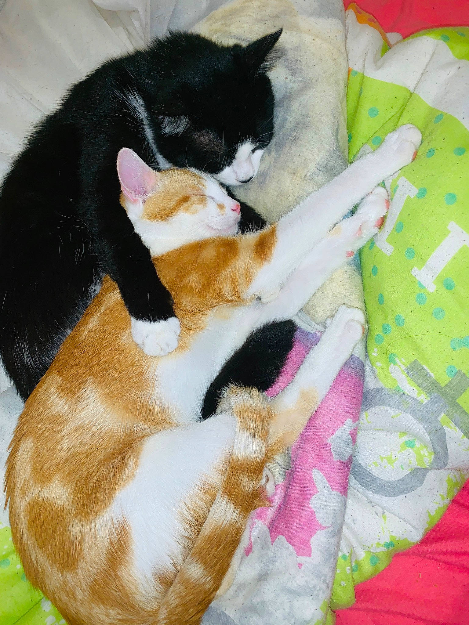 Muffin a rejoint le concours — aidez-le/la à gagner de superbes lots ! american_wirehair, carnivore, cat, claw, domestic_short_haired_cat, european_shorthair, felidae, fur, german_rex, kitten, linens, nap, paw, polydactyl_cat, small_to_medium_sized_cats, tail, textile, whiskers