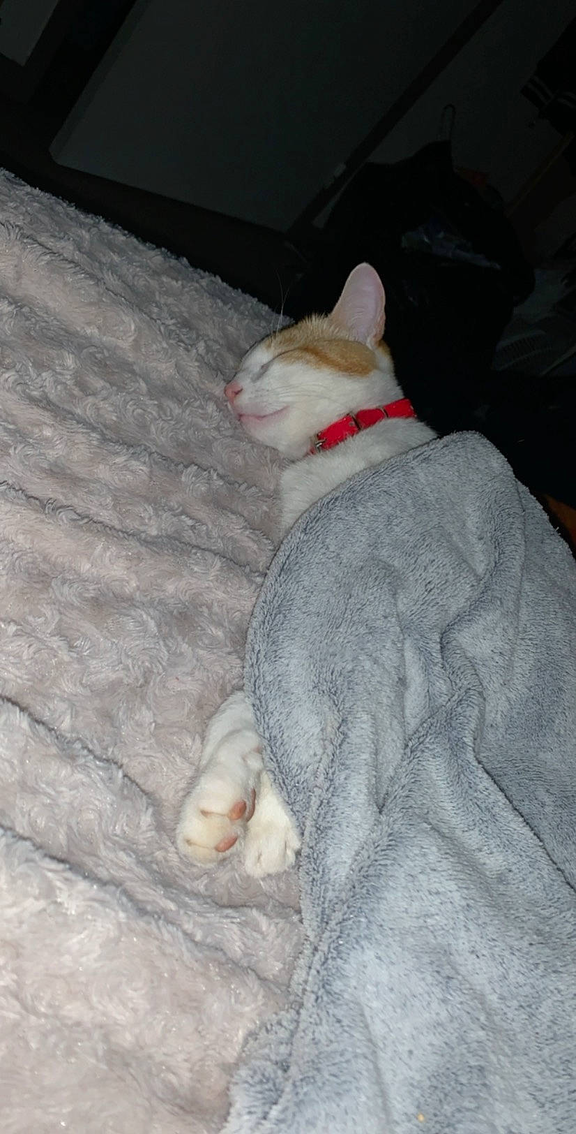 Muffin participe au concours pour gagner de l'argent avec cette photo : carnivore, cat, colorpoint_shorthair, cornish_rex, fawn, felidae, german_rex, small_to_medium_sized_cats, tail, whiskers