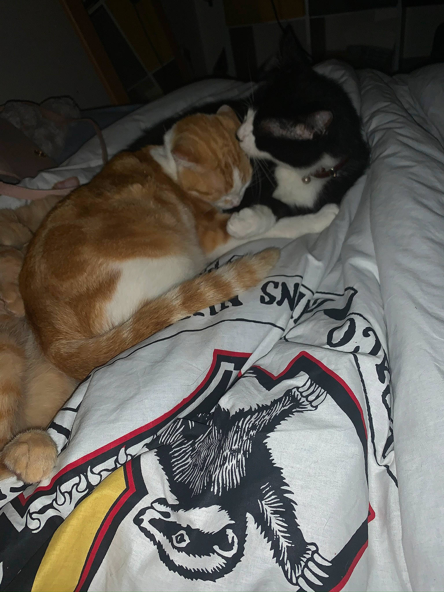 Muffin a rejoint le concours — aidez-le/la à gagner de superbes lots ! canidae, carnivore, cat, companion_dog, dog, dog_breed, fur, linens, nap, non_sporting_group, puppy, sleep, sporting_group, t_shirt, tail