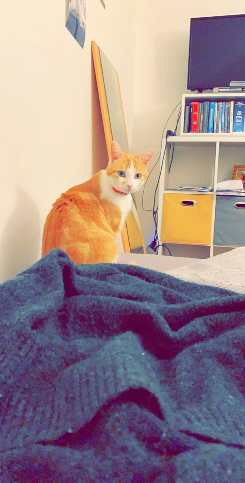 Muffin participe au concours pour gagner de l'argent avec cette photo : bed, bed_sheet, bedroom, carnivore, cat, european_shorthair, fawn, felidae, furniture, room, small_to_medium_sized_cats, tail, whiskers