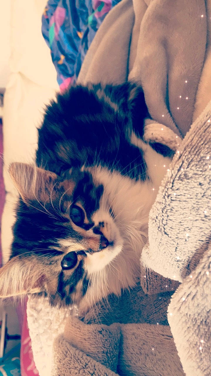 Oasis a rejoint le concours — aidez-le/la à gagner de superbes lots ! carnivore, cat, ear, eye, felidae, fur, hand, kitten, norwegian_forest_cat, skin, small_to_medium_sized_cats, snout, whiskers