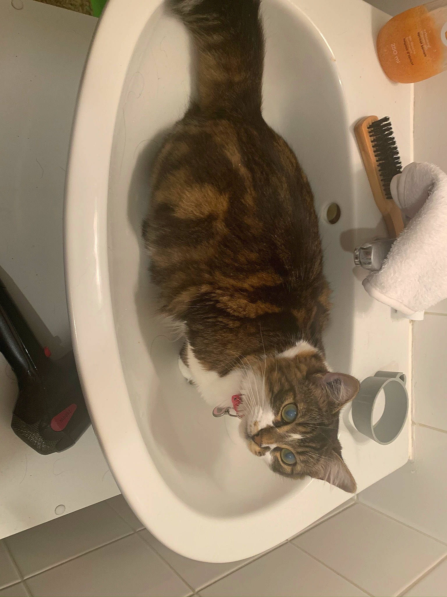 Oasis a rejoint le concours — aidez-le/la à gagner de superbes lots ! carnivore, cat, domestic_short_haired_cat, european_shorthair, felidae, fur, german_rex, plumbing, plumbing_fixture, small_to_medium_sized_cats, tabby_cat, tail, toilet, washing, whiskers