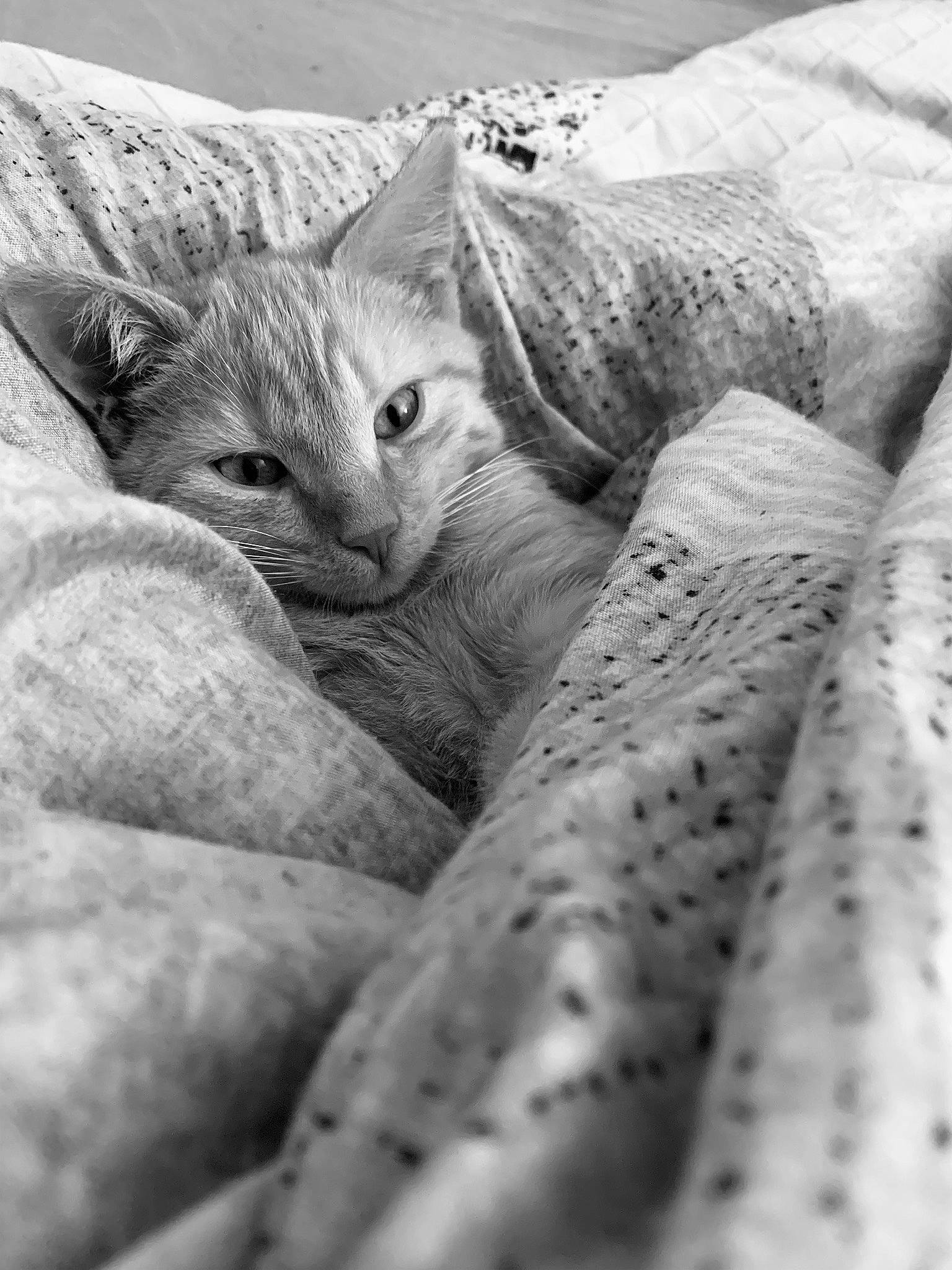 Snowball participe au concours pour gagner de l'argent avec cette photo : asian, black_and_white, carnivore, cat, close_up, domestic_short_haired_cat, egyptian_mau, eye, felidae, kitten, monochrome, monochrome_photography, ocicat, photography, small_to_medium_sized_cats, snout, style, tabby_cat, whiskers, white