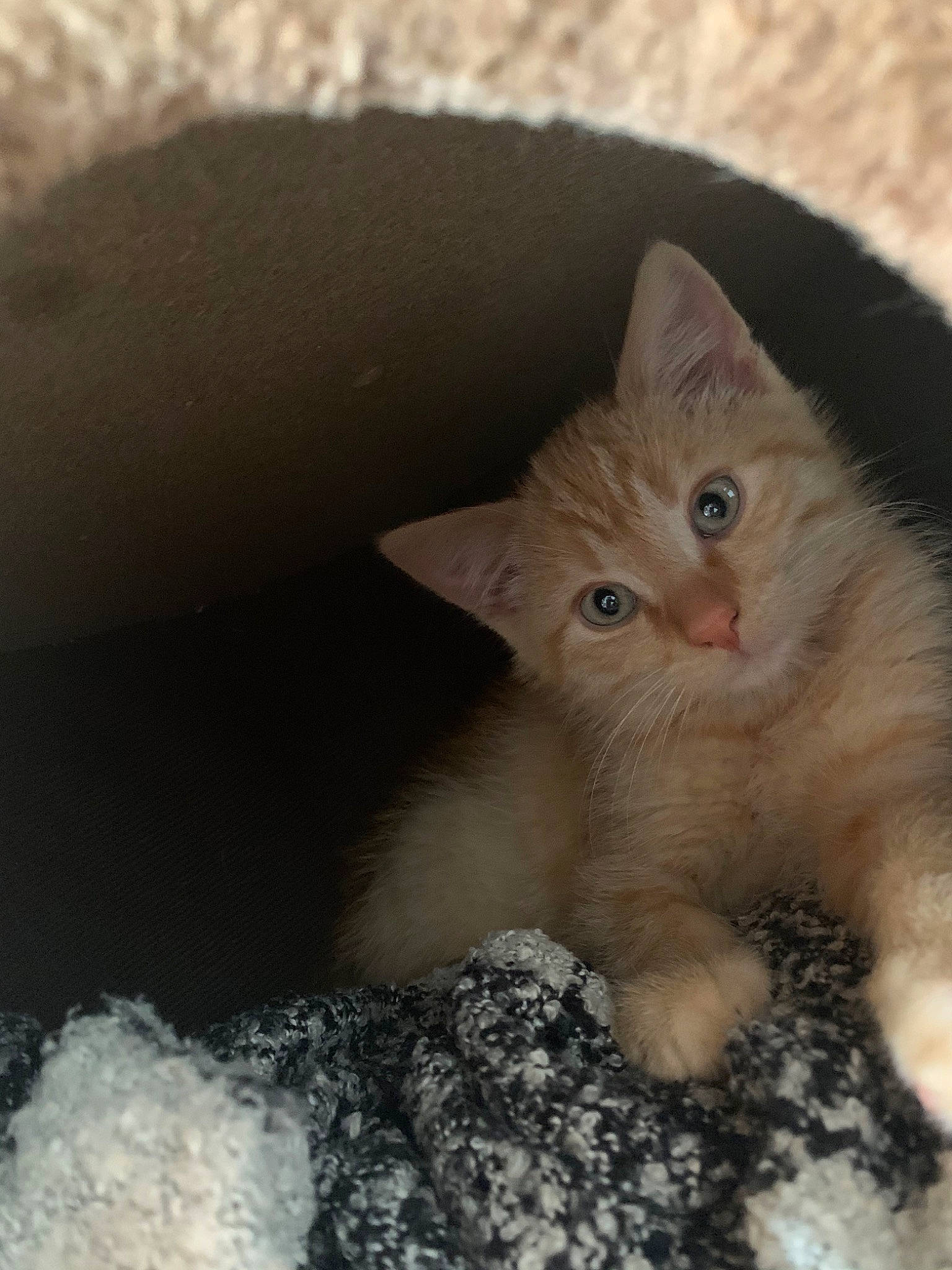 Snowball a rejoint le concours — aidez-le/la à gagner de superbes lots ! asian, british_semi_longhair, carnivore, cat, domestic_long_haired_cat, domestic_short_haired_cat, eye, fawn, felidae, fur, iris, kitten, mammal, nose, ojos_azules, polydactyl_cat, small_to_medium_sized_cats, turkish_angora, vertebrate, whiskers