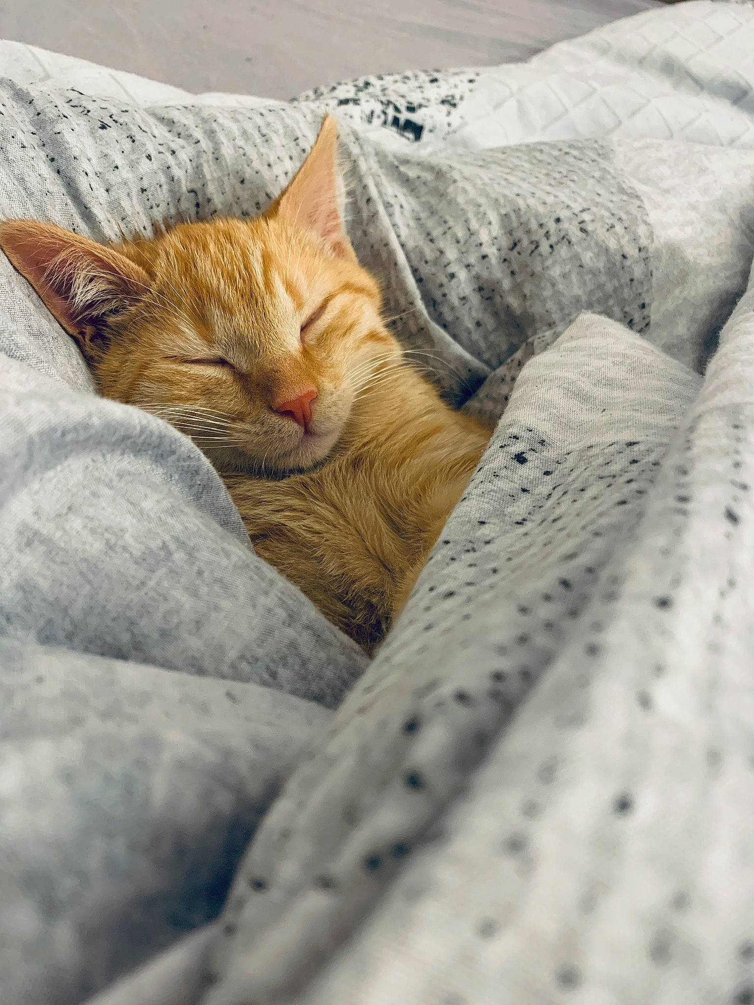 Snowball a rejoint le concours — aidez-le/la à gagner de superbes lots ! aegean_cat, arabian_mau, asian, bed_sheet, bengal, carnivore, cat, domestic_short_haired_cat, european_shorthair, fawn, felidae, fur, kitten, nap, ocicat, sleep, small_to_medium_sized_cats, snout, tabby_cat, whiskers