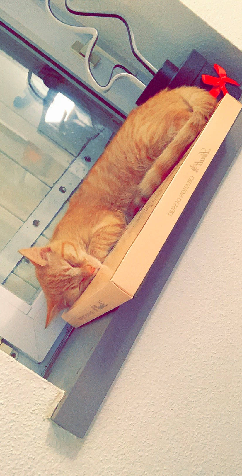 Snowball participe au concours pour gagner de l'argent avec cette photo : cat, felidae, finger, hand, leg, peach, small_to_medium_sized_cats