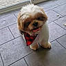 dog, shih_tzu, small_dog, pet, canine, fluffy, white_fur, brown_fur, sitting, tongue_out, happy, bandana, plaid, indoor, tiled_floor, window, daylight, portrait, cute, companion