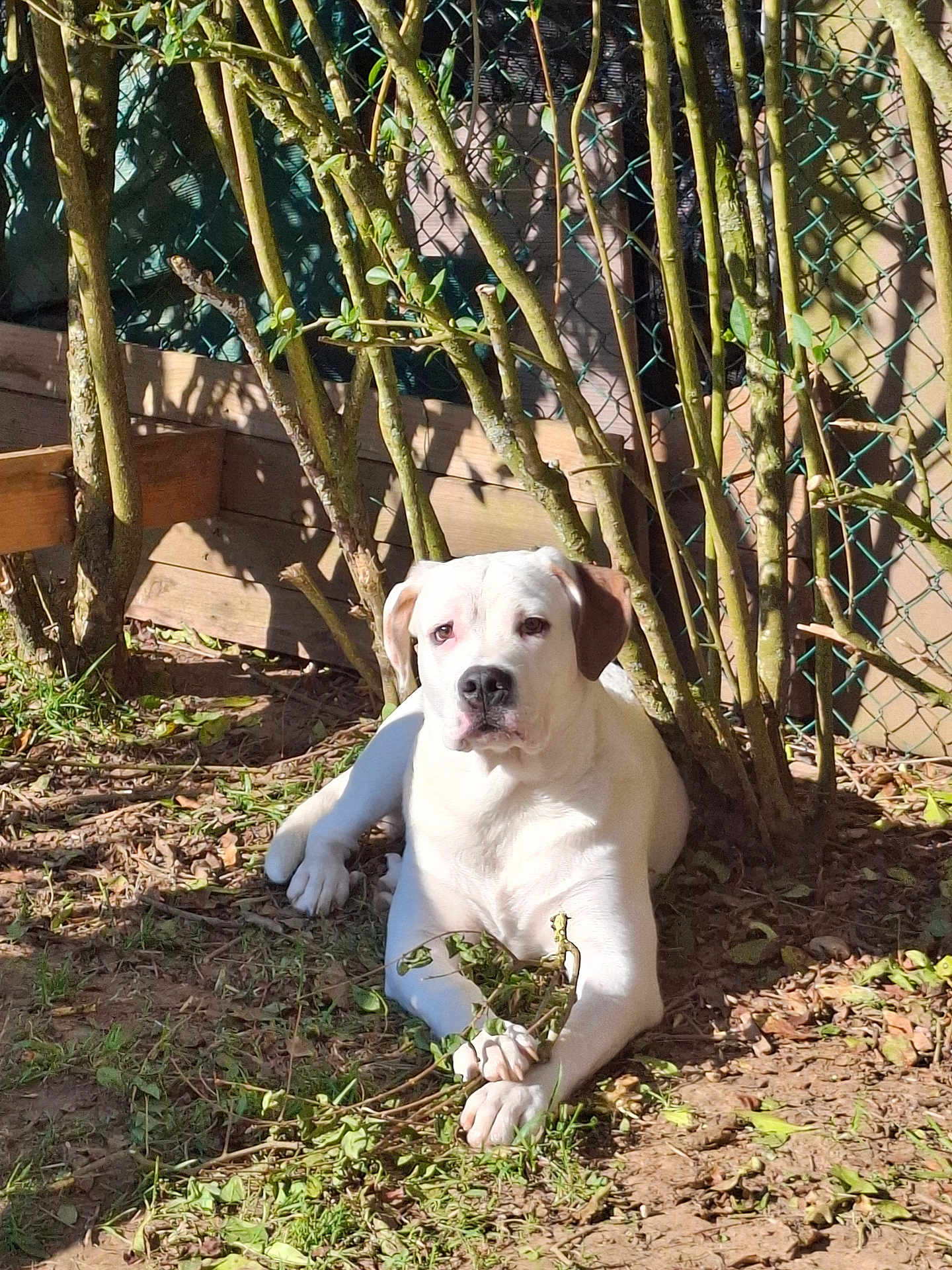 Valillant participe au concours pour gagner de l'argent avec cette photo : dog, white_dog, brown_ear, outdoor, sunlight, grass, branches, fence, wooden_fence, leaf, paw, animal, pet, nature, relaxing, ground, shadows, daylight, canine, resting