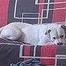 animal, black, blanket, brown_patch, canine, comfort, couch, dog, fur, geometric_pattern, gray, home, indoor, laying_down, looking, pet, red, relaxed, resting, white_dog