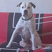 Vaillant participe au concours pour gagner de l'argent avec cette photo : animal, black, canine, collar, companion, couch, dog, domestic_animal, furniture, gray, indoor, looking_at_camera, patterned_couch, pet, portrait, red, serious_expression, sitting, wall, white_dog