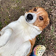 Ralphy joined the competition — help win amazing prizes! dog, lying_down, earth, grass, brown, white, cute, pet, animal, outdoor, paw, crocs, footwear, shoe, colorful, nature, closeup, expression, looking_up, playful