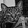Verlaine