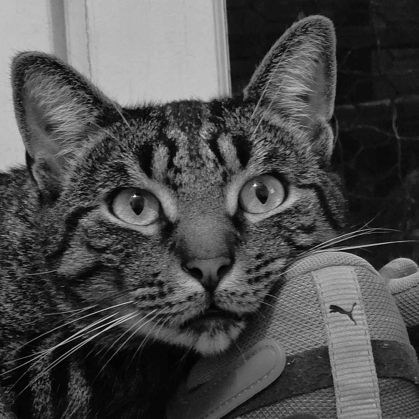 Verlaine participe au concours pour gagner de l'argent avec cette photo : animal, black_and_white, cat, close_up, curious, domestic_cat, ears, face, fur, indoor, looking, pet, portrait, puma, resting, shoe, sneaker, tabby, texture, whiskers