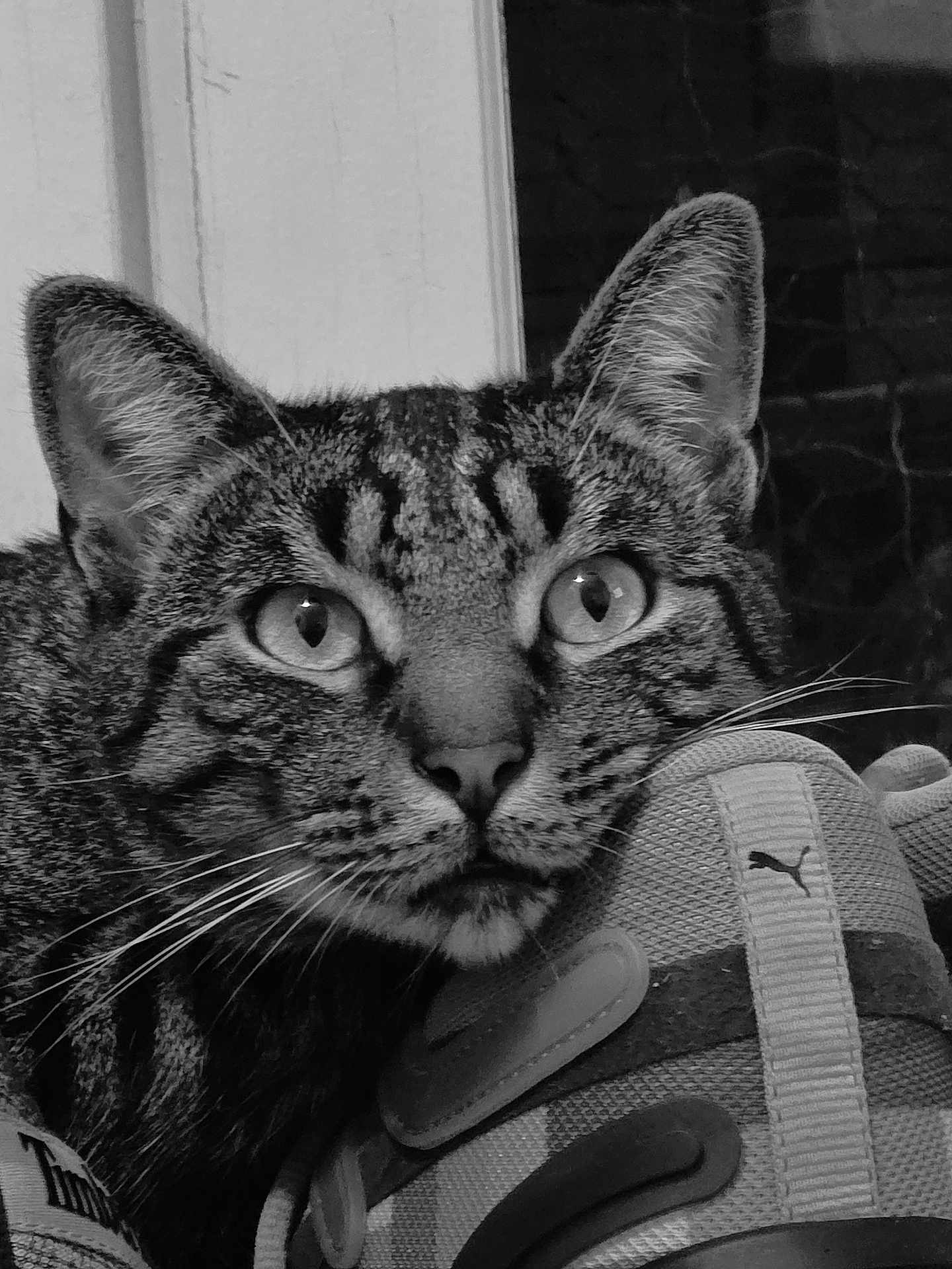 Verlaine participe au concours pour gagner de l'argent avec cette photo : cat, tabby, close_up, black_and_white, sneaker, puma, shoe, pet, animal, whiskers, ears, fur, indoor, curious, face, portrait, domestic_cat, resting, looking, texture