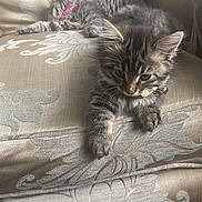 Maria is registered to the contest to win money with this photo: animal, cat, collar, couch, cozy, curious, cute, domestic, feline, fur, furniture, indoor, kitten, pattern, pet, resting, sleeping, texture, whiskers, young