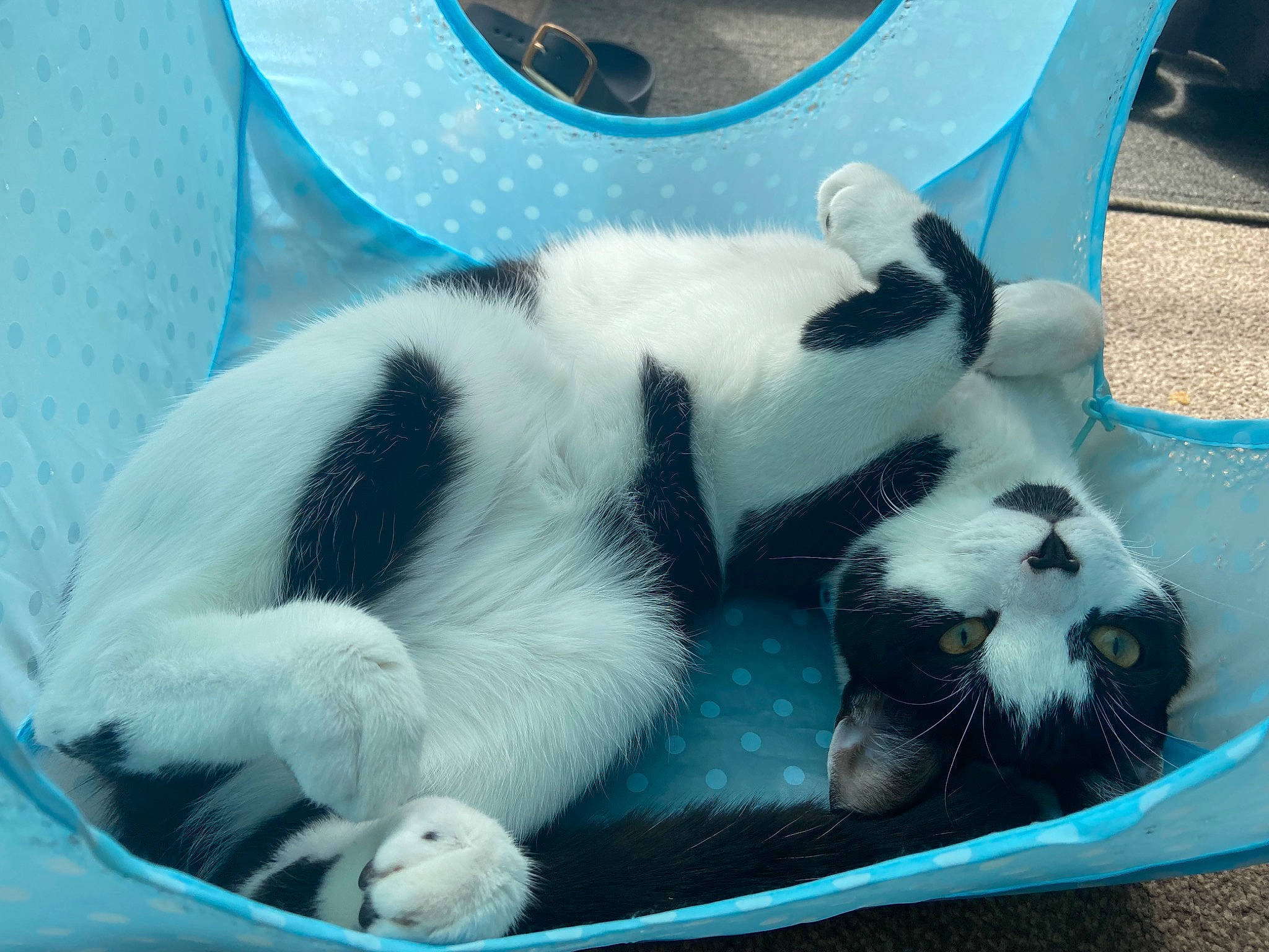 Thor joined the competition — help win amazing prizes! blue, carnivore, cat, cat_supply, circle, claw, comfort, domestic_short_haired_cat, electric_blue, felidae, fur, paw, pet_supply, small_to_medium_sized_cats, snout, tail, terrestrial_animal, vertebrate, whiskers, white