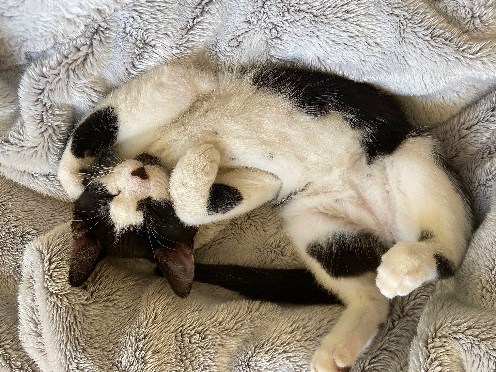 Thor joined the competition — help win amazing prizes! canidae, carnivore, cat, claw, comfort, companion_dog, dog_breed, domestic_short_haired_cat, fawn, felidae, fur, mammal, nap, paw, small_to_medium_sized_cats, snout, sporting_group, tail, terrestrial_animal, whiskers