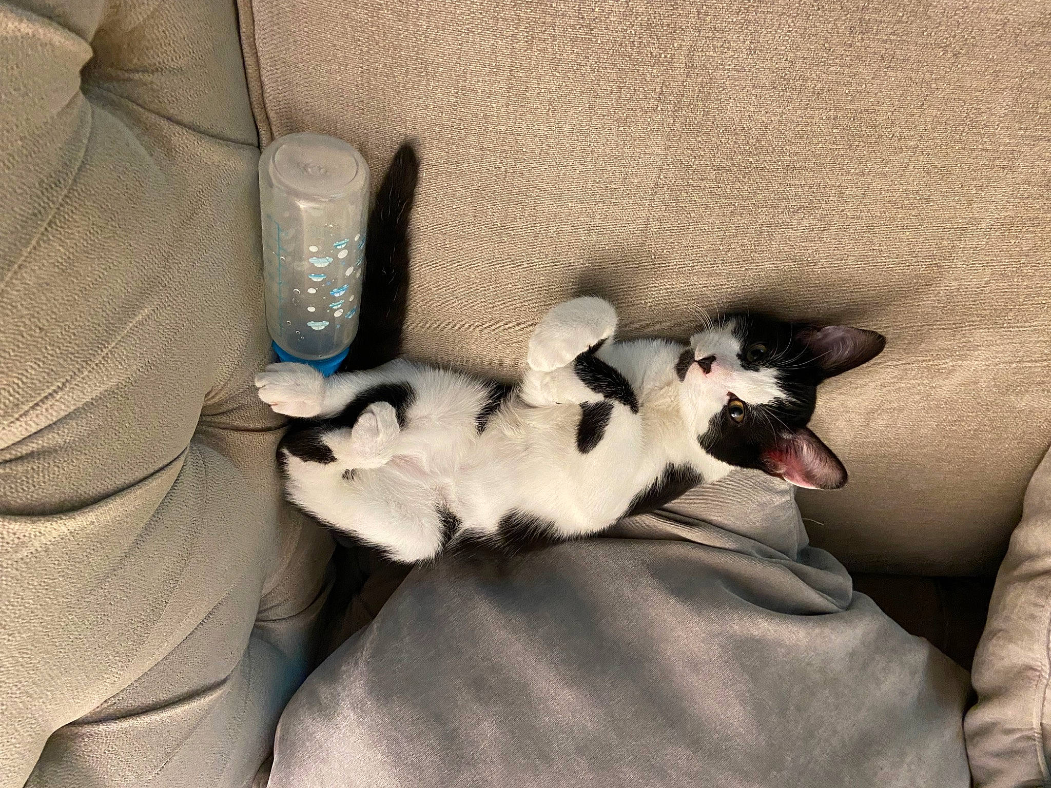 Thor is registered to the contest to win money with this photo: carnivore, cat, comfort, companion_dog, dog_breed, domestic_short_haired_cat, felidae, fur, grey, linens, nap, paw, sitting, small_to_medium_sized_cats, tail, whiskers