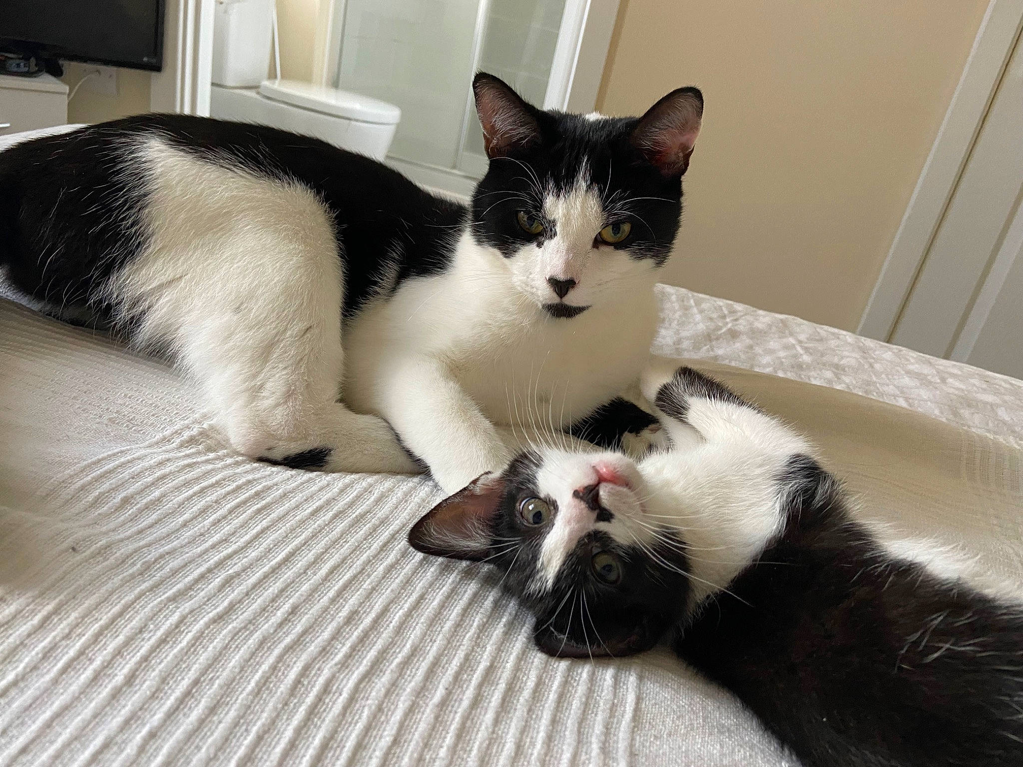 Thor is registered to the contest to win money with this photo: carnivore, cat, claw, comfort, domestic_short_haired_cat, felidae, foot, fur, nap, paw, sitting, small_to_medium_sized_cats, snout, tail, whiskers