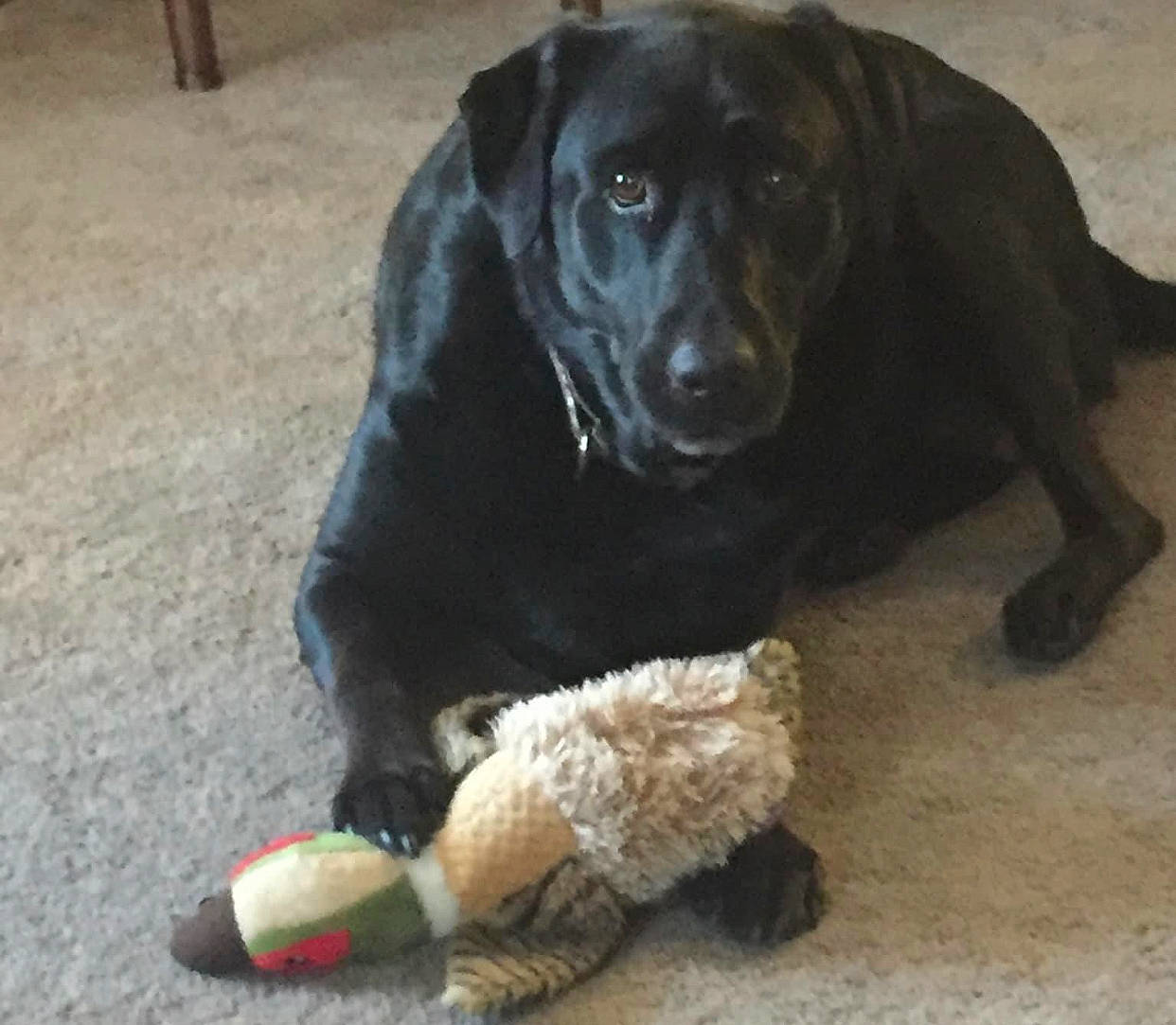 Bullet joined the competition — help win amazing prizes! borador, canidae, carnivore, collar, companion_dog, dog, dog_breed, dog_collar, fur, guard_dog, gun_dog, liver, paw, retriever, snout, sporting_group, tail, terrestrial_animal, toy, working_animal