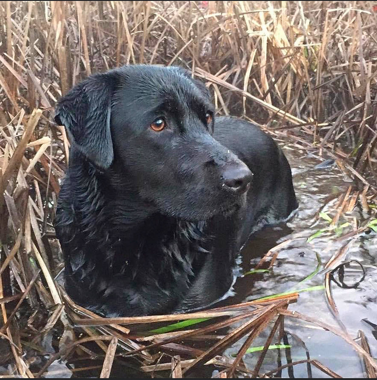 Bullet joined the competition — help win amazing prizes! borador, canidae, carnivore, companion_dog, dog, dog_breed, fur, grass, gun_dog, hunting_dog, pointing_breed, retriever, snout, sporting_group, terrestrial_animal, water, working_animal