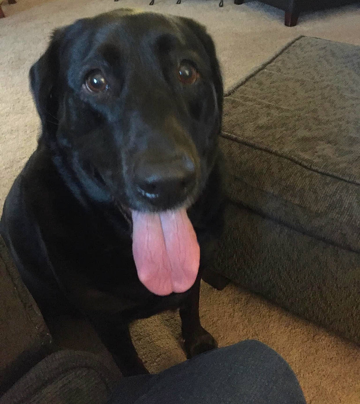 Bullet is registered to the contest to win money with this photo: borador, canidae, carnivore, collar, companion_dog, dog, dog_breed, dog_collar, flooring, fur, guard_dog, gun_dog, labrador_retriever, liver, pet_supply, retriever, sporting_group, whiskers, working_animal, working_dog