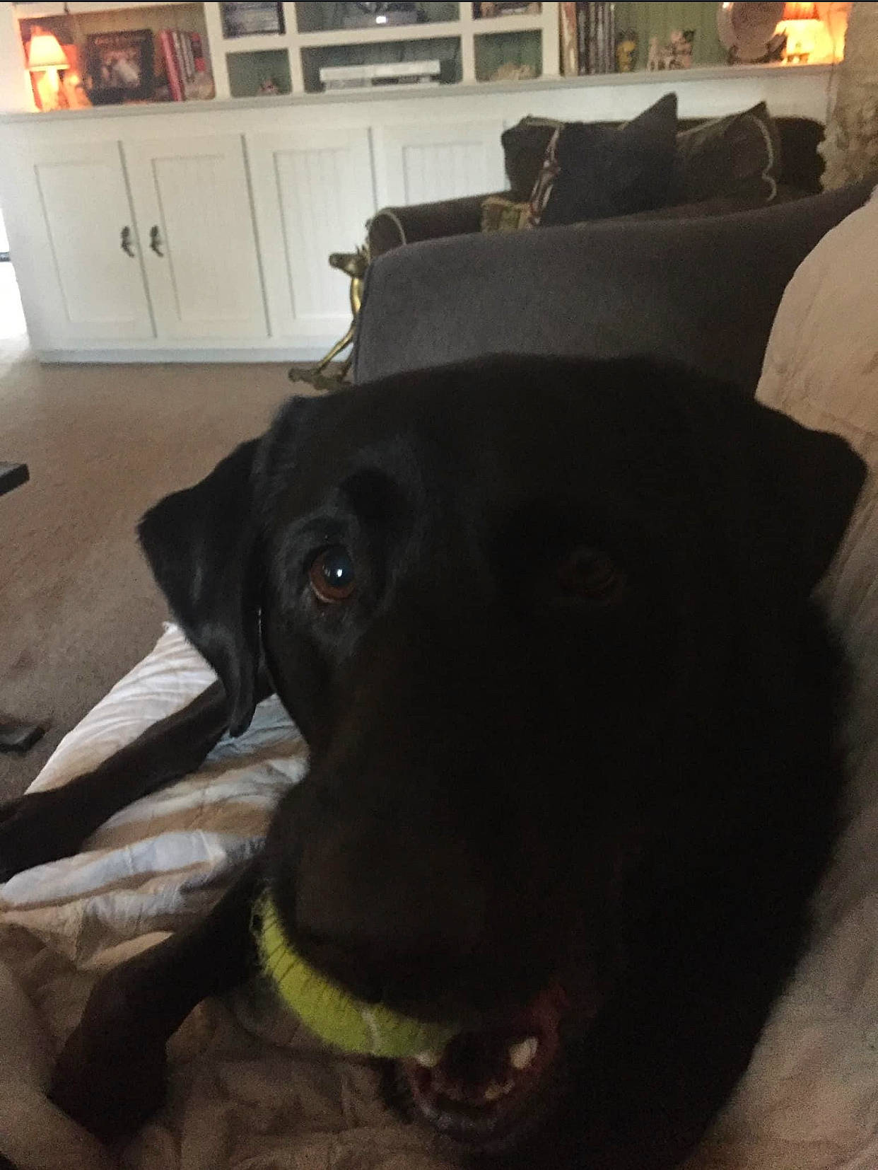 Bullet is registered to the contest to win money with this photo: cabinetry, carnivore, collar, comfort, companion_dog, dog, dog_breed, dog_collar, fawn, floor, flooring, fur, hardwood, liver, pet_supply, snout, sporting_group, whiskers, wood, working_animal