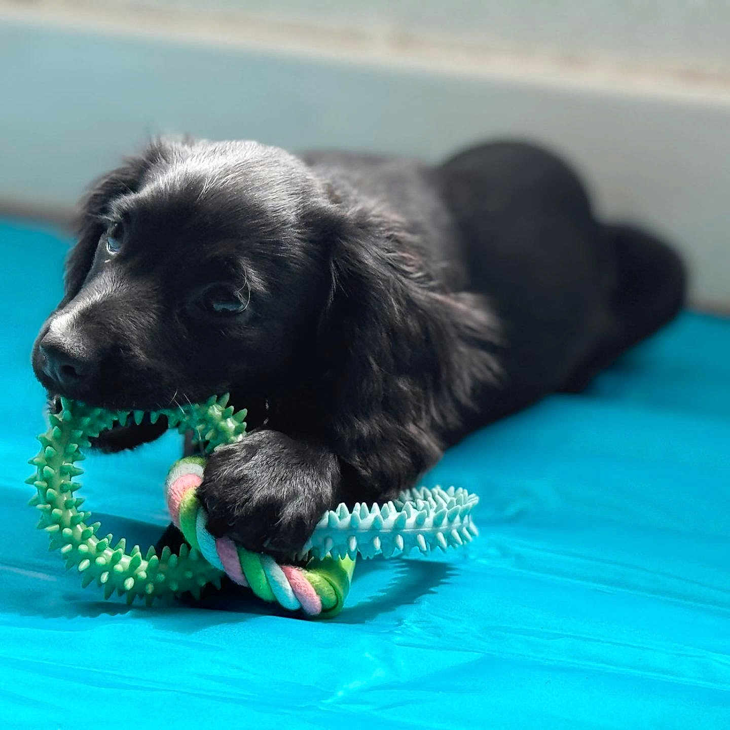 Cleo is registered to the contest to win money with this photo: animal, baby, canine, cat, cockerspaniel, dog, dogbed, goldenretriever, hound, labradorretriever, papillon, person, pet, pool, puppy, snout, water