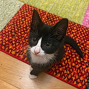 Monty joined the competition — help win amazing prizes! kitten, cat, black_and_white, pet, cute, indoor, looking_up, floor, wood_floor, colorful_rug, whiskers, young_animal, small, domestic_cat, animal, feline, curious, playful, adorable, fur