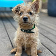 Jul a rejoint le concours — aidez-le/la à gagner de superbes lots ! animal, brown_fur, close_up, companion, curious, cute, daylight, dog, ears_up, fluffy, fur, green_collar, outdoor, pet, portrait, puppy, sitting, small_dog, wooden_deck, young_dog