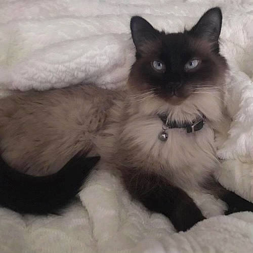 Gingy joined the competition — help win amazing prizes! balinese, birman, carnivore, cat, cat_supply, claw, comfort, fawn, felidae, fur, iris, paw, siamese, sitting, small_to_medium_sized_cats, snout, tail, terrestrial_animal, thai, whiskers