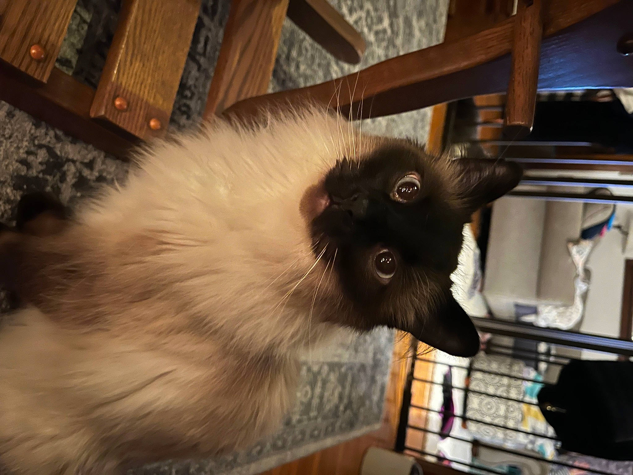 Gingy is registered to the contest to win money with this photo: canidae, carnivore, cat, domestic_rabbit, felidae, fur, metal, pet_supply, small_to_medium_sized_cats, tail, terrestrial_animal, whiskers, wood