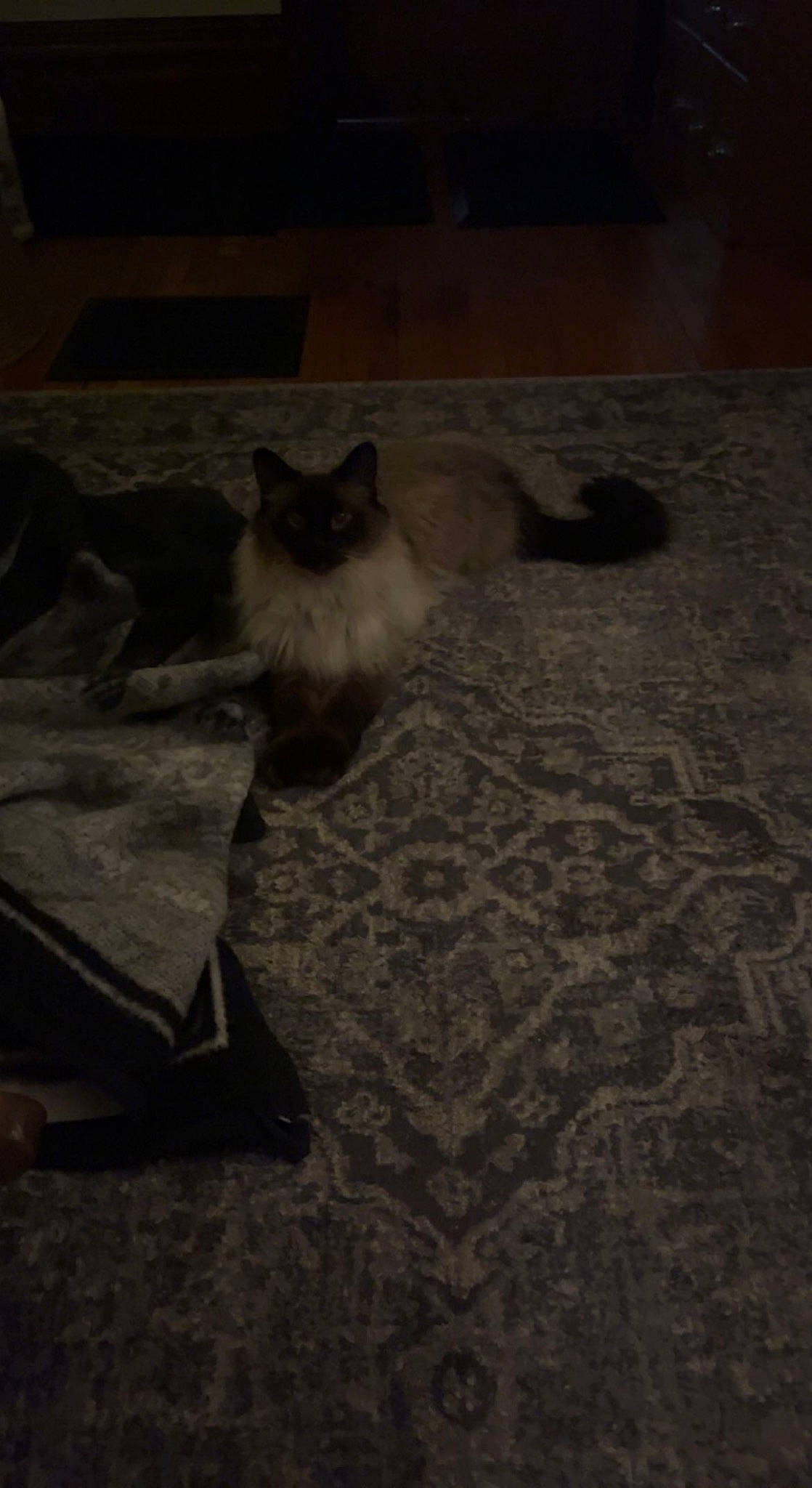 Gingy is registered to the contest to win money with this photo: carnivore, cat, comfort, darkness, domestic_short_haired_cat, felidae, floor, flooring, fur, grey, hardwood, paw, road_surface, room, shadow, small_to_medium_sized_cats, tail, tints_and_shades, whiskers, wood