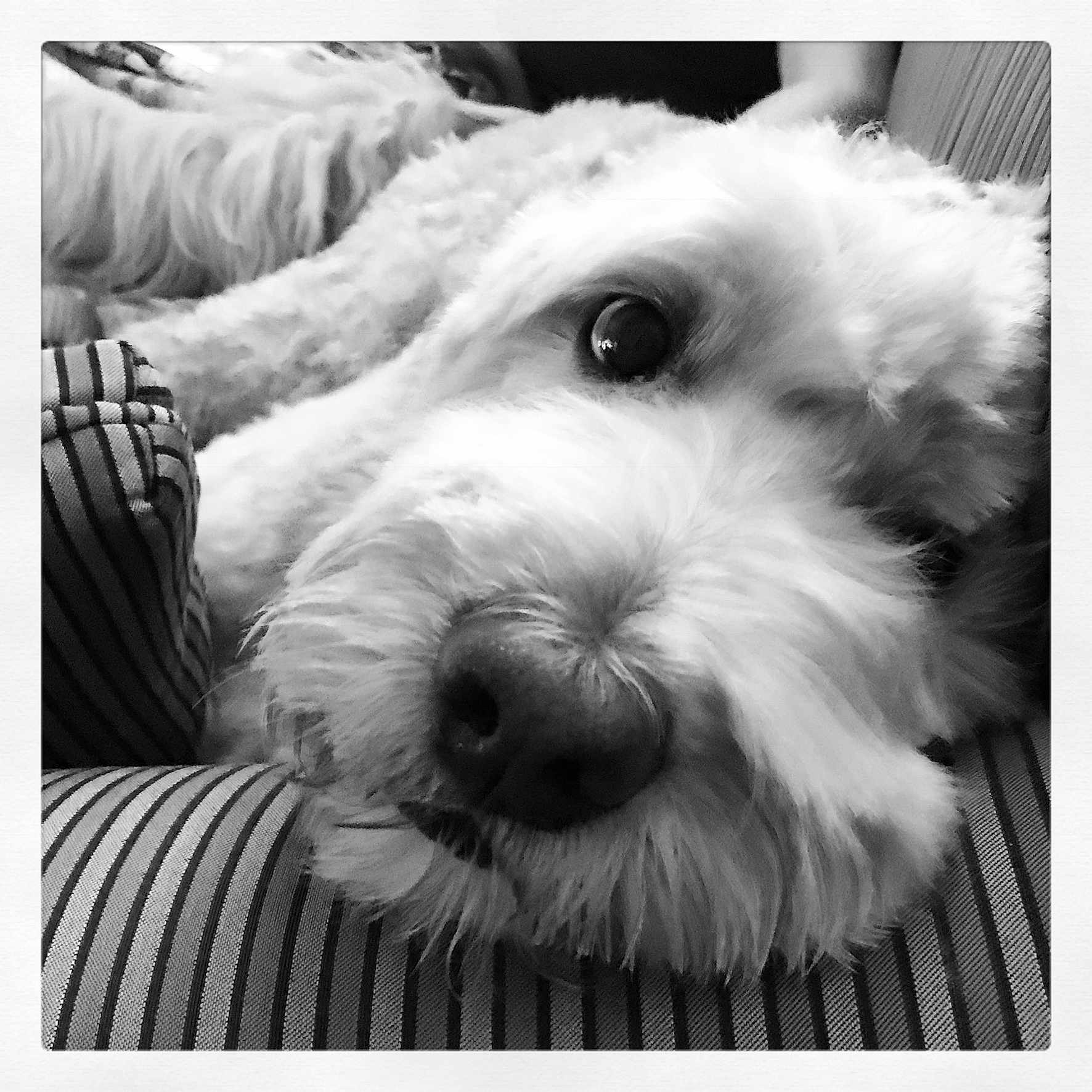 Cubbybear is registered to the contest to win money with this photo: black_and_white, canidae, carnivore, cavapoo, cockapoo, companion_dog, coton_de_tulear, dog, dog_breed, maltese, mammal, old_english_sheepdog, petit_basset_griffon_vendeen, photography, puppy, rare_breed_dog, schnoodle, sealyham_terrier, snout, west_highland_white_terrier