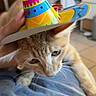 animal, cat, colorful, cozy, curious, cute, domestic, feline, floor, hand, hat, home, indoor, lap, orange_tabby, person, pet, resting, sombrero, tile