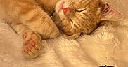 Chiqui joined the competition — help win amazing prizes! animal, blanket, cat, collar, cozy, cute, domestic_cat, feline, fur, indoor, kitten, orange_tabby, paw, pet, pink_nose, relaxation, resting, sleeping, soft_texture, whiskers