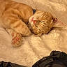 animal, blanket, cat, collar, cozy, cute, domestic_cat, feline, fur, indoor, kitten, orange_tabby, paw, pet, pink_nose, relaxation, resting, sleeping, soft_texture, whiskers
