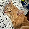 Chiqui is registered to the contest to win money with this photo: animal, bed, cat, close_up, cozy, cute, domestic_cat, ear, face, fur, ginger_cat, indoor, nose, pet, pillow, relaxation, resting, sleeping, soft, whiskers