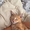 Chiqui is registered to the contest to win money with this photo: animal, bedroom, blanket, cat, closeup, comfort, cozy, cute, domestic_cat, fur, indoor, nap, orange_tabby, person_arm, pet, relaxed, resting, sleeping, soft, warm