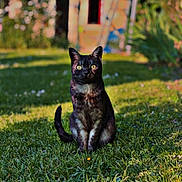 Nuggets participe au concours pour gagner de l'argent avec cette photo : cat, tortoiseshell, animal, pet, grass, outdoor, garden, sunlight, nature, greenery, feline, sitting, curious, yellow_eyes, mammal, domestic_animal, blurred_background, house, daylight, cute