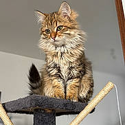 Nallah a rejoint le concours — aidez-le/la à gagner de superbes lots ! cat, tabby, fluffy, pet, feline, indoor, cat_tree, fur, whiskers, ears, tail, paws, animal, cute, domestic, portrait, looking_away, sitting, household, cozy