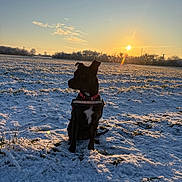 Patate participe au concours pour gagner de l'argent avec cette photo : dog, snow, sunset, field, outdoor, animal, pet, collar, winter, nature, sky, sun, shadow, grass, landscape, cold, morning, tree, quiet, peaceful