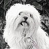 dog, white_dog, fluffy, shaggy, pet, animal, collar, leash, outdoor, leaves, nature, tongue_out, cute, portrait, sitting, fur, black_and_white, canine, small_dog, friendly