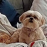 dog, pet, indoor, couch, pillows, blanket, fur, collar, relaxed, cozy, cute, small_dog, home, animal, companion, resting, furniture, domestic, cute_pet, fluffy