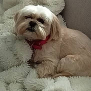 Dora participe au concours pour gagner de l'argent avec cette photo : animal, blanket, comfort, companion, cozy, cute, cute_pet, dog, domestic_animal, fluffy, fur, indoor, pet, red_collar, relaxing, resting, sleepy, small_dog, soft_texture, white_fur