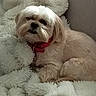 dog, small_dog, fluffy, white_fur, red_collar, blanket, cozy, indoor, resting, pet, fur, cute, animal, sleepy, soft_texture, relaxing, companion, cute_pet, domestic_animal, comfort